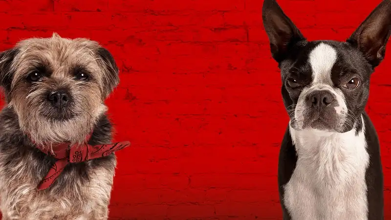 Strays (2023) Movie Screenshot (1) Strays (2023) Movie Screenshot (1)