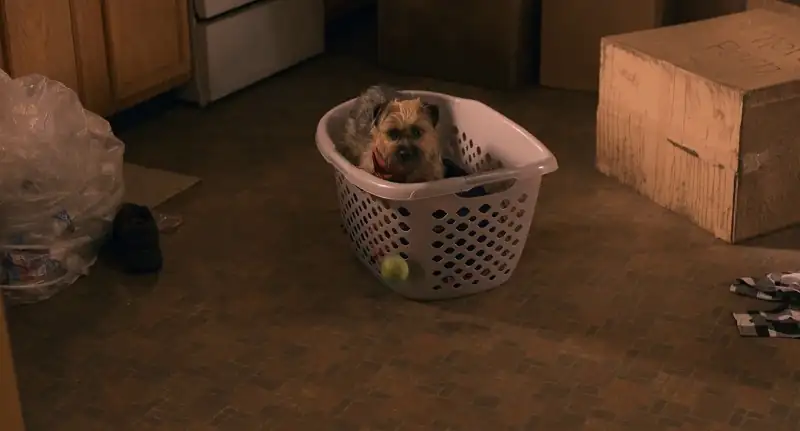 Strays (2023) Movie Screenshot (3) Strays (2023) Movie Screenshot (3)