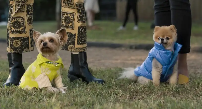 Strays (2023) Movie Screenshot (4) Strays (2023) Movie Screenshot (4)