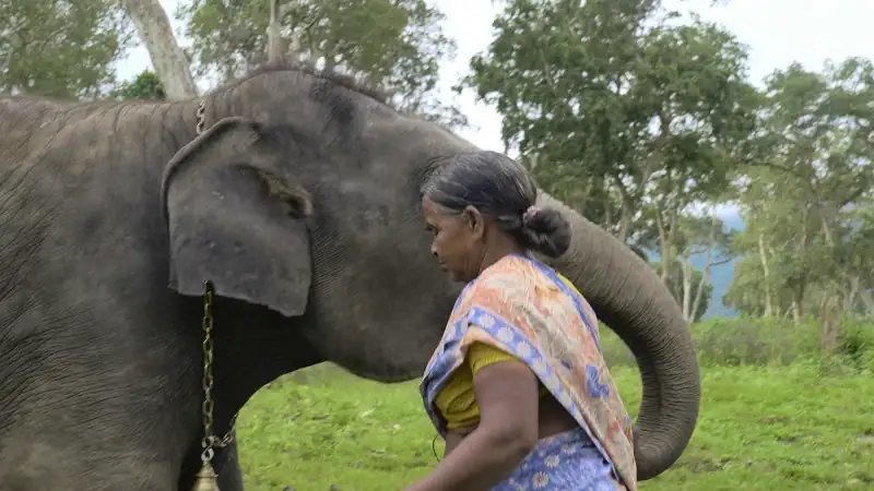 The Elephant Whisperers (2022) Movie Screenshot (2) The Elephant Whisperers (2022) Movie Screenshot (2)